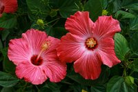 The Meaning of Different Flowers in Thai Culture